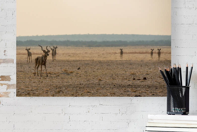 Kudu in the Afternoon Light - Central Kalahari Game Reserve Botswana by Two Dusty Travelers