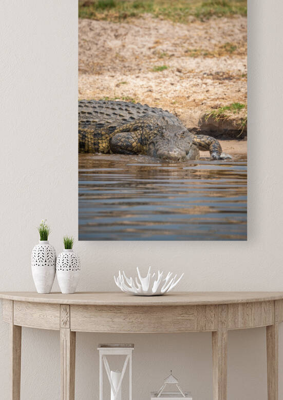 Nile Crocodile - Chobe National Park Botswana by Two Dusty Travelers