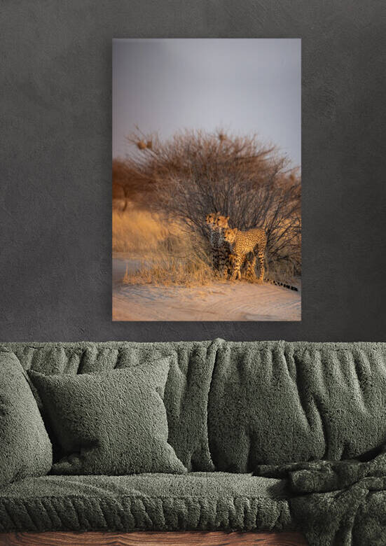 Kalahari Cheetahs 3 - Central Kalahari Game Reserve Botswana by Two Dusty Travelers