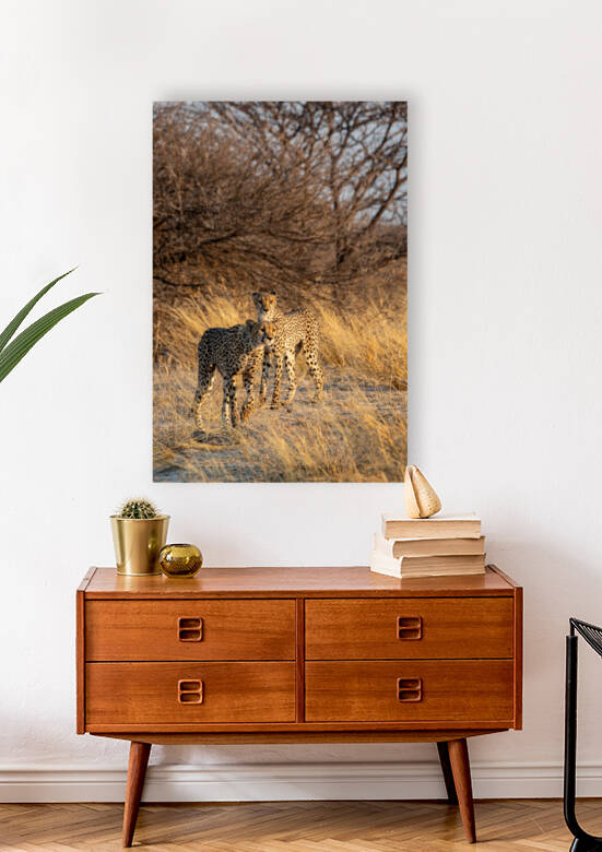 Kalahari Cheetahs - Central Kalahari Game Reserve Botswana by Two Dusty Travelers