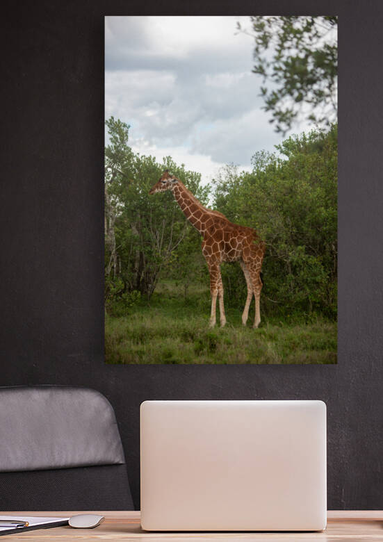 Reticulated Giraffe - Ol Pejeta Conservancy Kenya by Two Dusty Travelers
