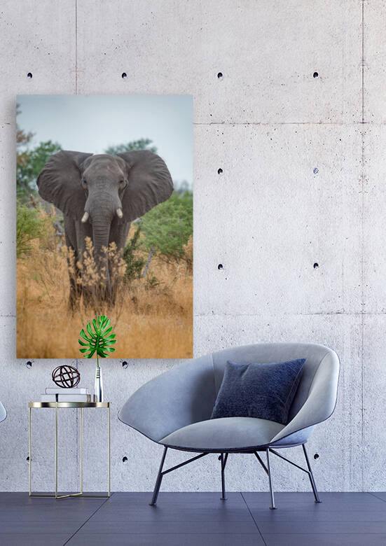 Elephant in the Grass - Moremi National Park Botswana by Two Dusty Travelers