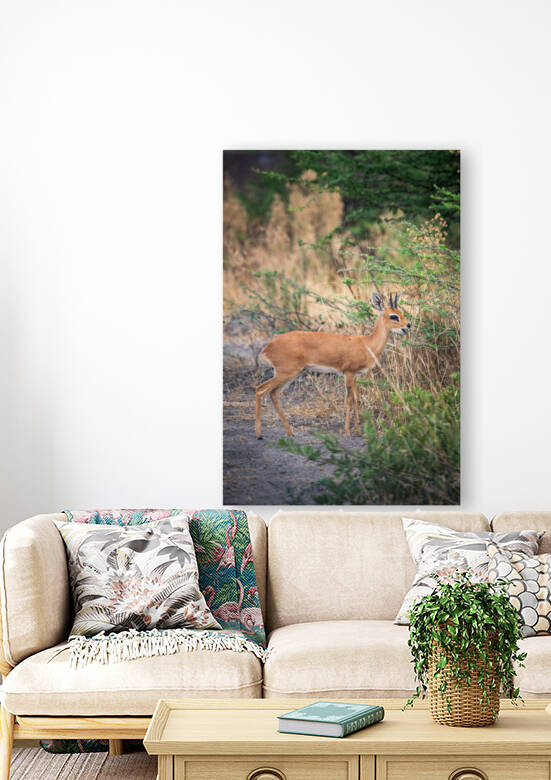 Dik Dik - Moremi National Park Botswana by Two Dusty Travelers