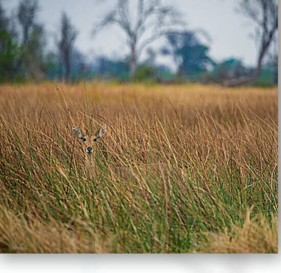 Reedbuck Hiding - Moremi National Park Botswana by Two Dusty Travelers