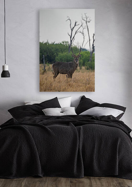 Cheeky Waterbuck - Khwai Community Trust Botswana by Two Dusty Travelers