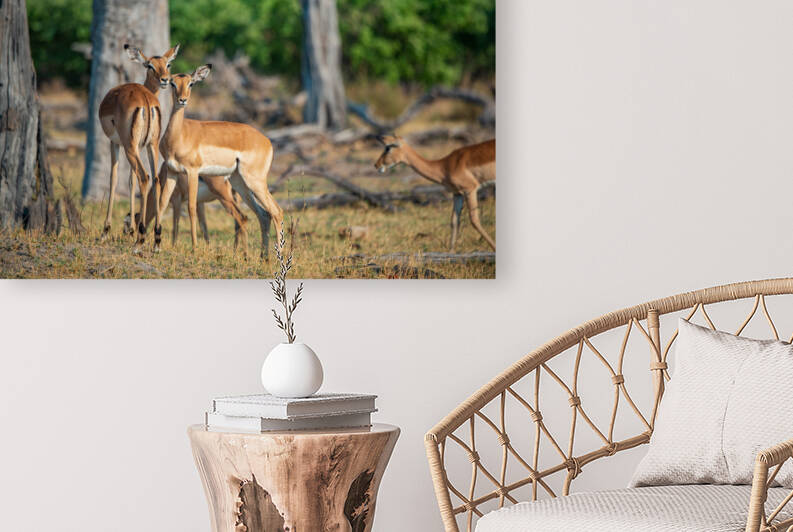 Impalas - Chobe National Park Botswana by Two Dusty Travelers