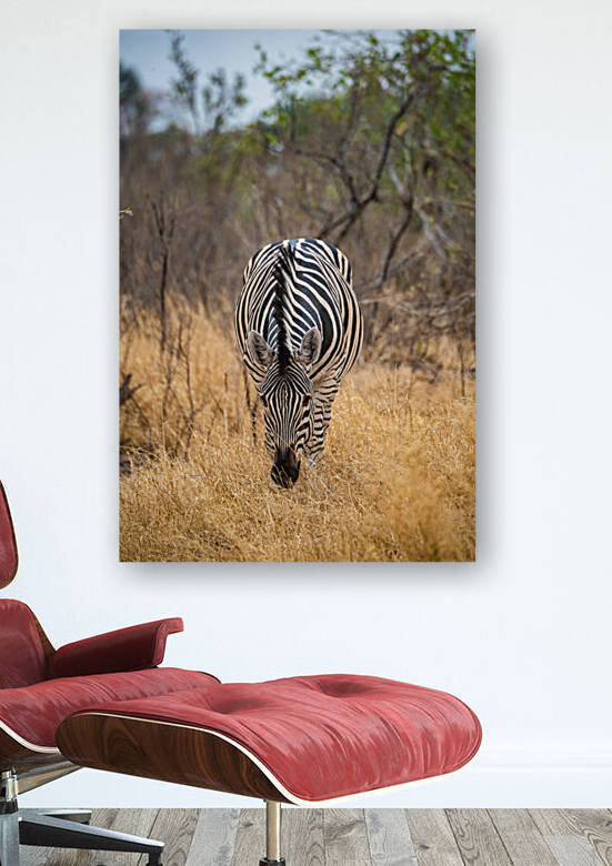 Zebra Snacking - Ol Pejeta Conservancy Kenya by Two Dusty Travelers