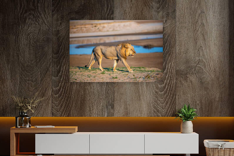 Lion in the Evening Light 2 - South Luangwa National Park Zambia by Two Dusty Travelers