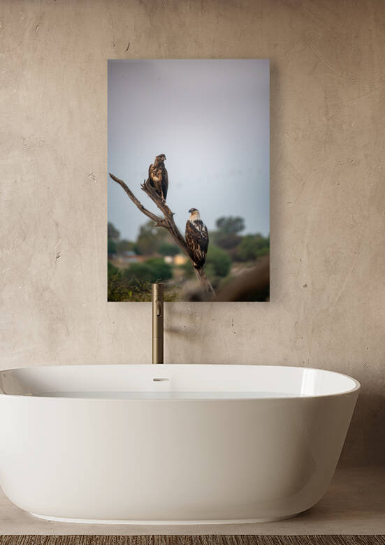 African Fish Eagles - Khwai Community Trust Botswana by Two Dusty Travelers