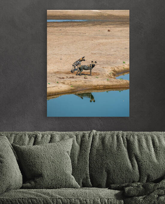 African Wild Dog Reflections - South Luangwa National Park Zambia by Two Dusty Travelers