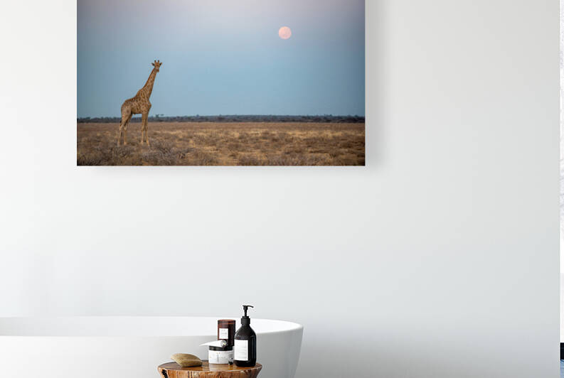 Giraffe Kalahari Sunrise 5 - Central Kalahari Game Reserve Botswana by Two Dusty Travelers