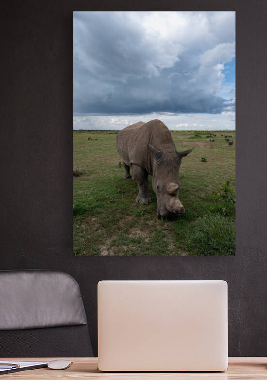 Northern White Rhino - Ol Pejeta Conservancy Kenya by Two Dusty Travelers