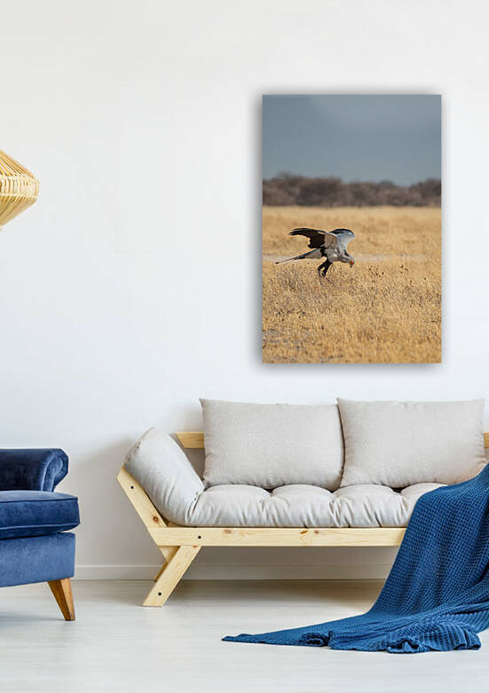 Secretary Bird - Central Kalahari Game Reserve Botswana by Two Dusty Travelers