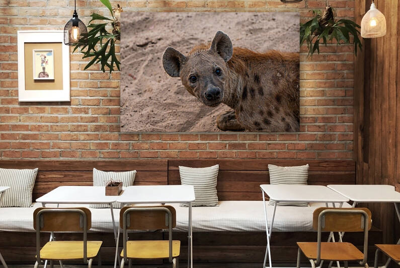 Curious Hyena - South Luangwa National Park Zambia by Two Dusty Travelers
