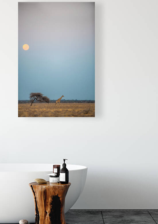 Giraffe Kalahari Sunrise 4 - Central Kalahari Game Reserve Botswana by Two Dusty Travelers