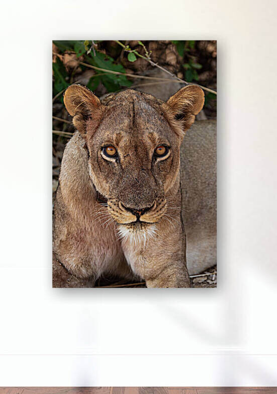 Lioness Stare in color - South Luangwa National Park Zambia by Two Dusty Travelers