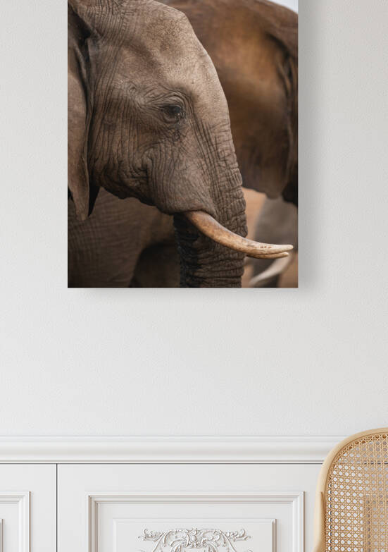 Elephant Profile - Elephant Sands Botswana by Two Dusty Travelers