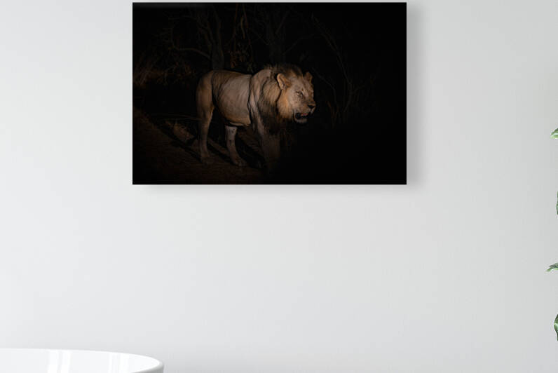 Lion in the Night - South Luangwa National Park Zambia by Two Dusty Travelers