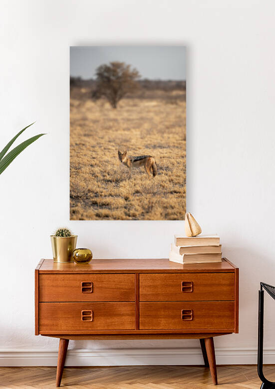 Jackal in the Morning Light - Central Kalahari Game Reserve Botswana by Two Dusty Travelers