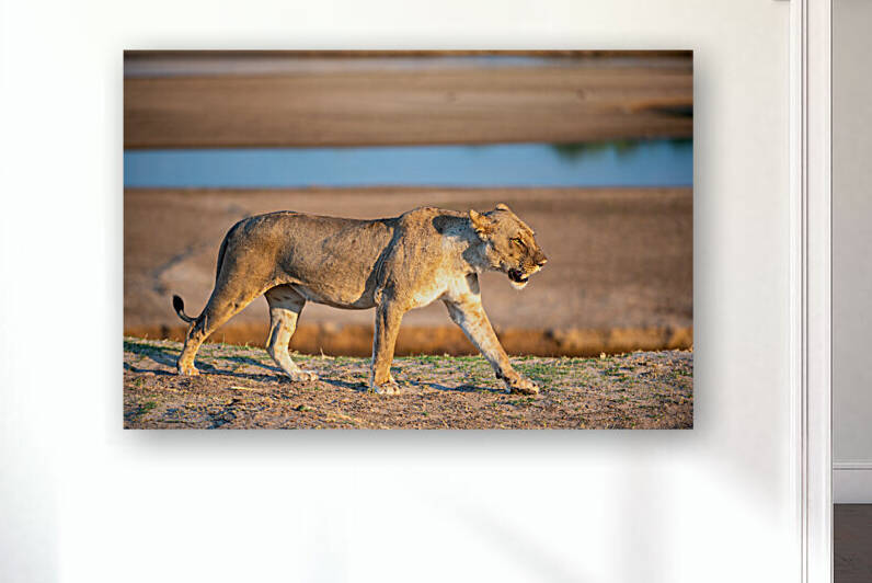 Lioness in the Evening Light - South Luangwa National Park Zambia by Two Dusty Travelers