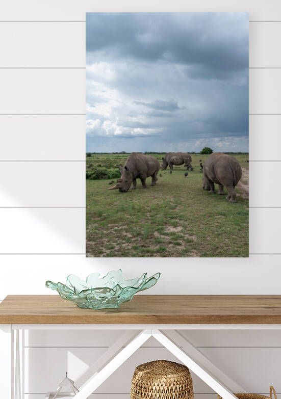 Northern White Rhinos - Ol Pejeta Conservancy Kenya by Two Dusty Travelers