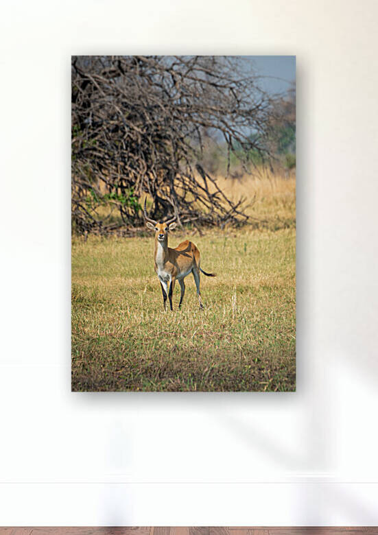 Red Lechwe - Khwai Community Trust Botswana by Two Dusty Travelers