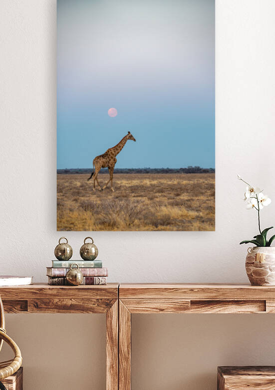 Giraffe Sunrise 2 - Central Kalahari Game Reserve Botswana by Two Dusty Travelers