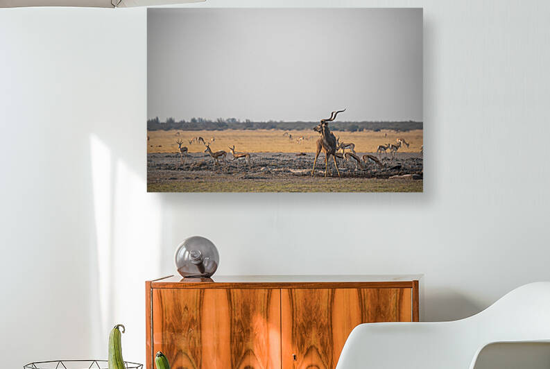 Kudu at the Water Hole - Central Kalahari Game Reserve Botswana by Two Dusty Travelers