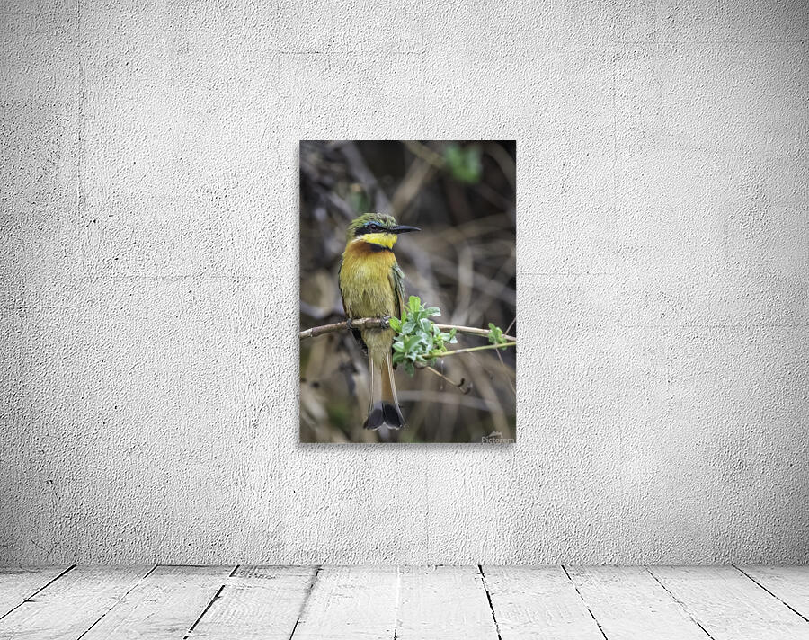 Bee Eater Wall Preview