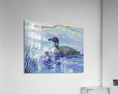 The Loon Acrylic Print