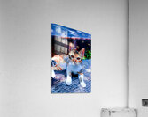 A Calico Cutie: A Symphony of Feline Beauty Acrylic Print