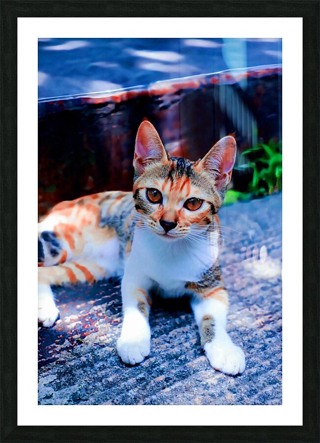 A Calico Cutie: A Symphony of Feline Beauty Picture Frame print