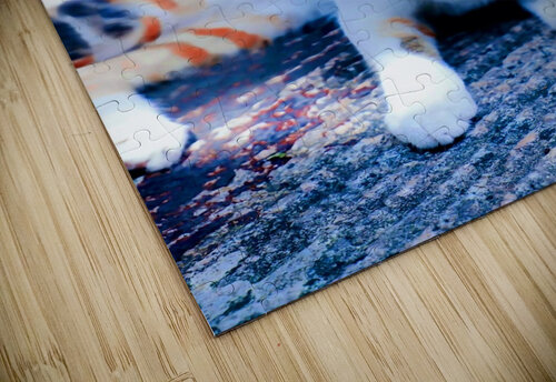 A Calico Cutie: A Symphony of Feline Beauty The Golden Ideas puzzle