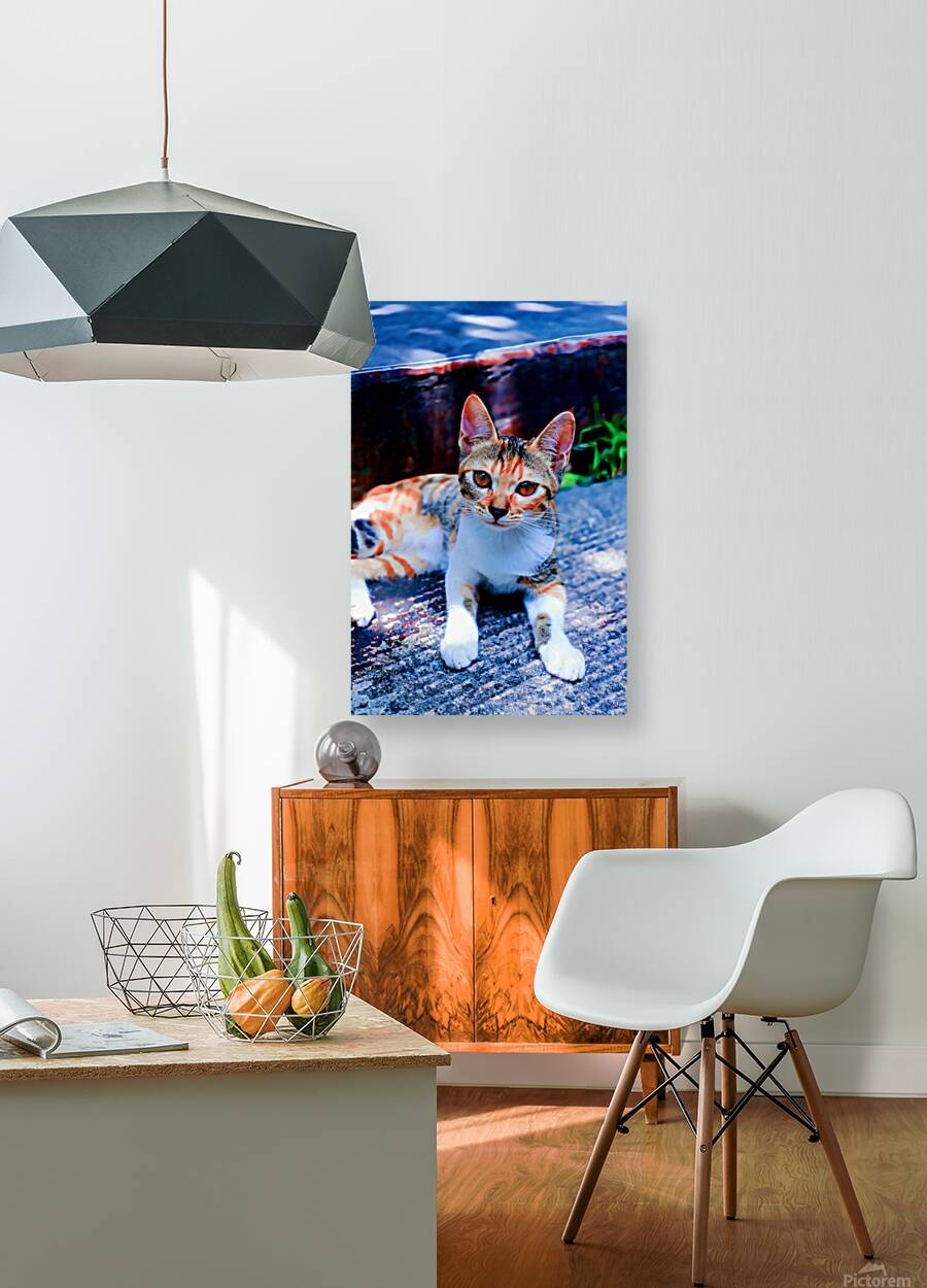 A Calico Cutie: A Symphony of Feline Beauty Reproduction