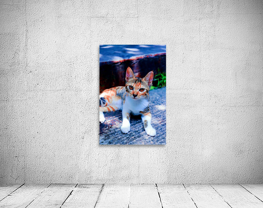 A Calico Cutie: A Symphony of Feline Beauty Wall Preview