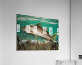 snook Acrylic Print
