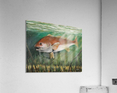 redfish Acrylic Print