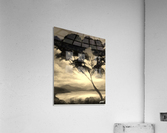 tranquility Acrylic Print