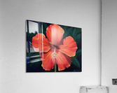 Hibiscus Acrylic Print