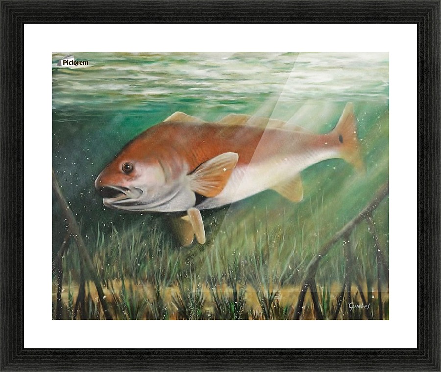 redfish Picture Frame print
