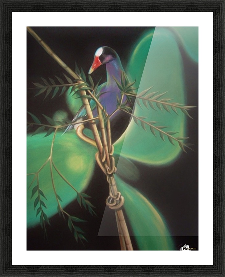 purple gallinule Picture Frame print