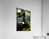 Tui Acrylic Print
