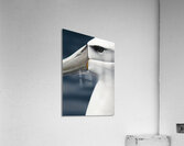 Albatross | Toroa Acrylic Print