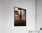 Kaka Acrylic Print