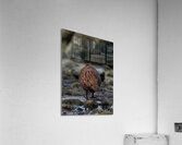Weka Acrylic Print