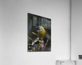 Bellbird | Korimako Acrylic Print