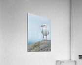 Red-Billed Gull | Tarapunga  Acrylic Print