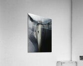 Albatross | Toroa Acrylic Print