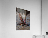 Weka Acrylic Print