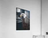 Bald Eagle Acrylic Print
